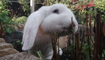 Luna the RSPCA rabbit