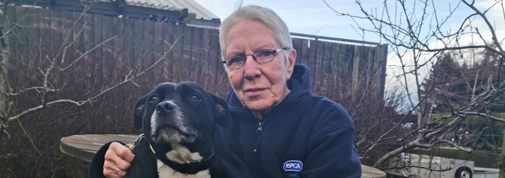 rspca volunteer