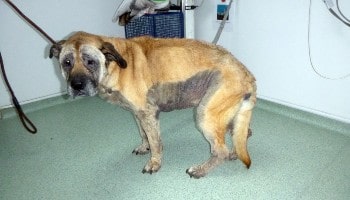 Molly Moo was abandoned days before Christmas © RSPCA