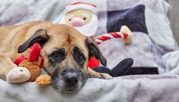 Molly Moo is ready for Christmas © RSPCA