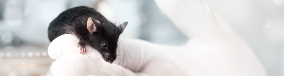 rspca lab animals Image credit: Shutterstock-160959890