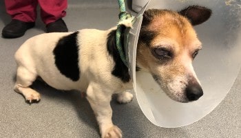 Penny was in a terrible stats © RSPCA