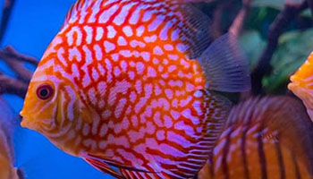 rspca fish