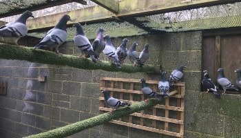 Pigeons at Mallydams © RSPCA