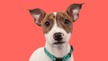 Training your dog to be left alone