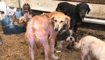 21 dogs were neglected © RSPCA