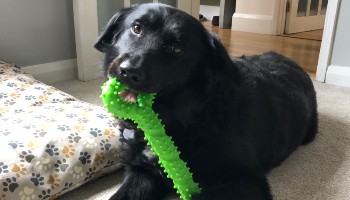 Helping my obese dog, Storm, lose weight