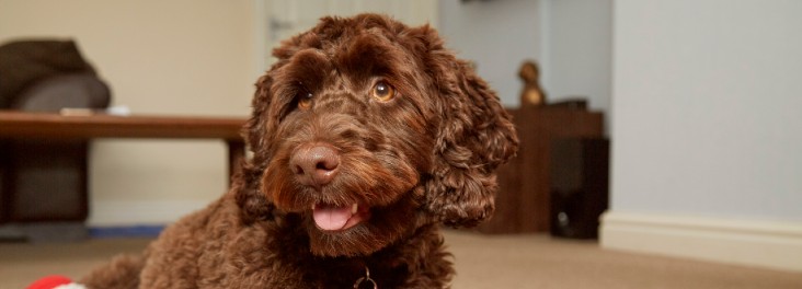 RSPCA dog at home