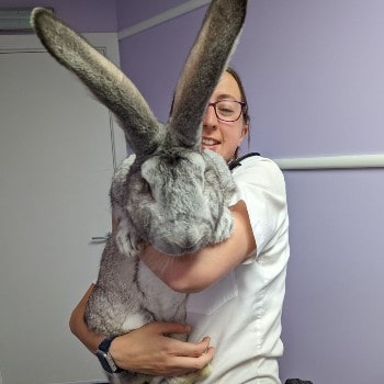 One of the giant Flemish rabbits © RSPCA