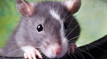 Grey and white rat  iStockphoto