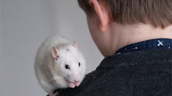 ren_rat_rspca