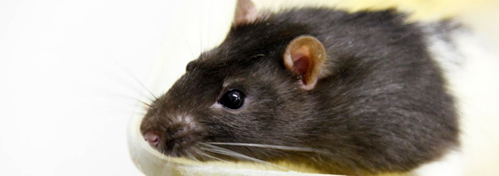 close-up of rat © RSPCA