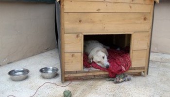 Rowan in her house
