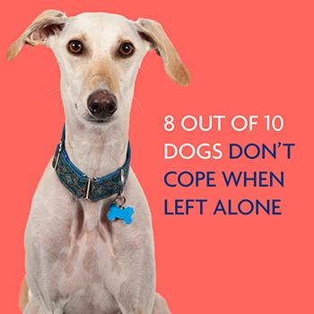 8 out of 10 dogs don't cope when left alone graphic image with dog