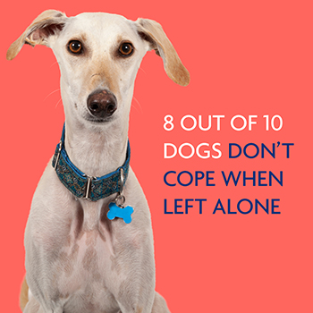 10 Toys To Help Ease Separation Anxiety In Dogs