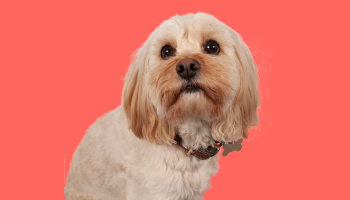 Separation anxiety in dogs