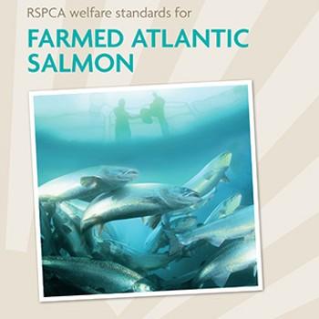 front cover of rspca welfare standards farmed atlantic salmon document © RSPCA welfare standards