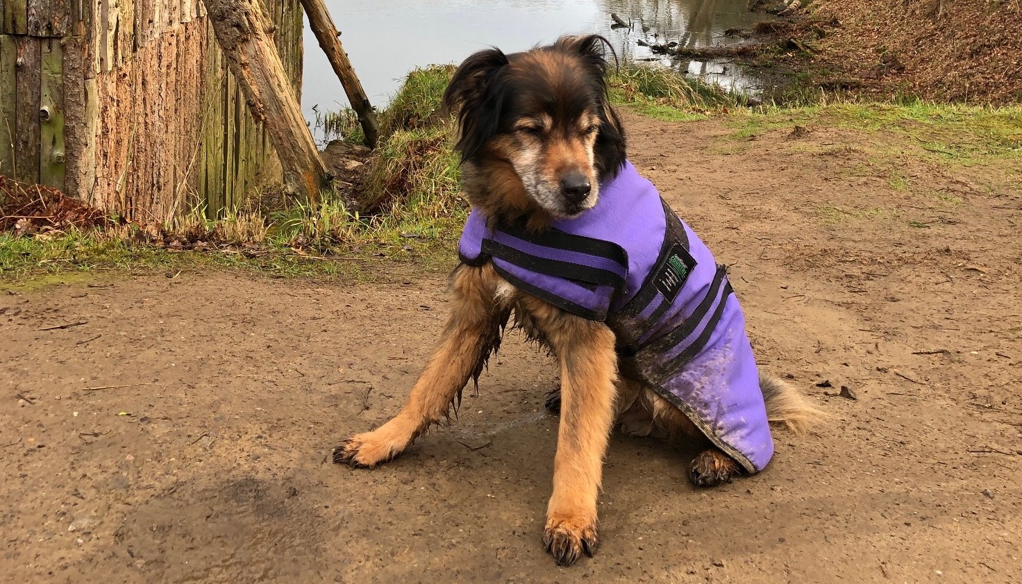 Is It Cruel To Dress Up Your Dog