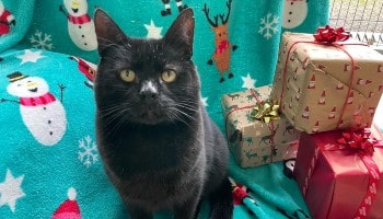 Santa is looking for a purr-fect home © RSPCA