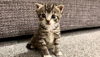 Shelby has gone from strength to strength © RSPCA