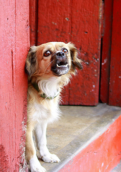 Small dog in a doorway, barking. Flickr / Brian Moriarty