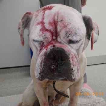 Smiler was bloodied and barely conscious when rescued © RSPCA