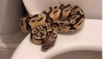 Snake found on toilet seat © RSPCA
