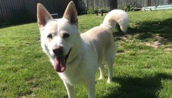 Snowy struggles with separation anxiety © RSPCA