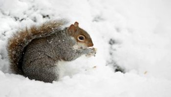 squirrel in the snow eating a nut © RSPCA
