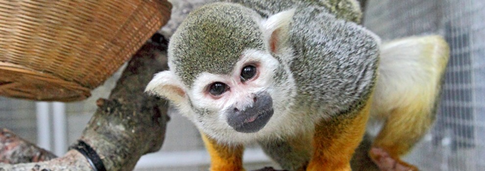 squirrel monkeys eating