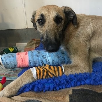 Steve was dumped with a broken leg © RSPCA