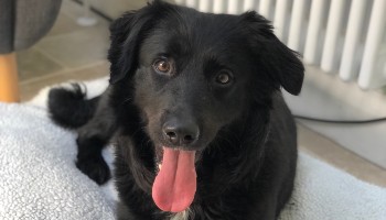 RSPCA Storm 