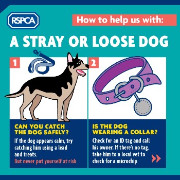 How to help stray dogs © RSPCA