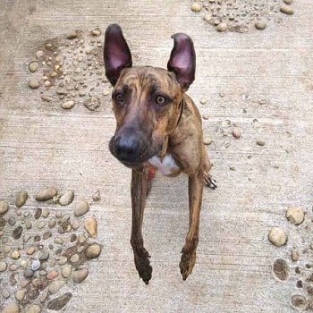 Could you give Sue a home? © RSPCA