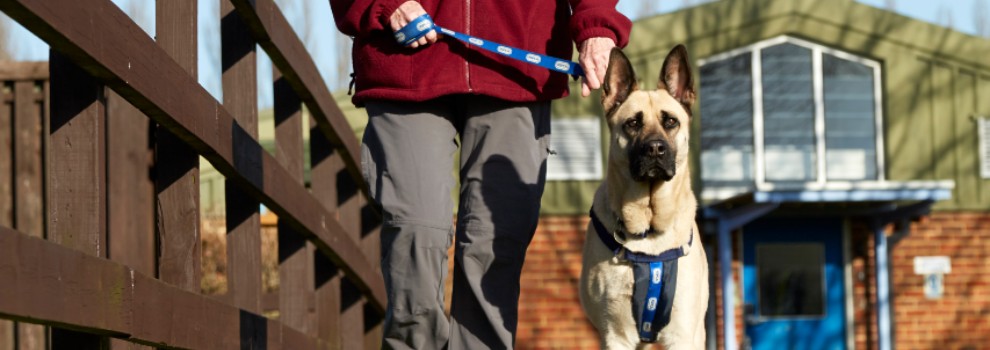 rspca volunteer