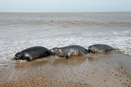 Three seals being released back into the wild © RSPCA
