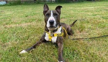Toby is looking for a home © RSPCA