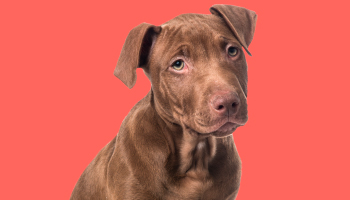 brown coloured puppy