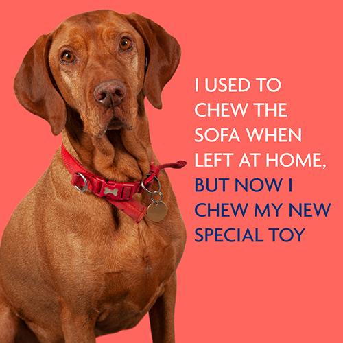 Image of dog with text reading 'I used to chew the sofa when left at home, but now I chew my new special toy'