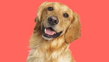studio shot of retriever dog