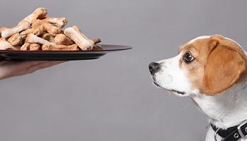 dog being offered dog biscuits on a plate