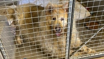 Trojan was in a state when he was rescued © RSPCA