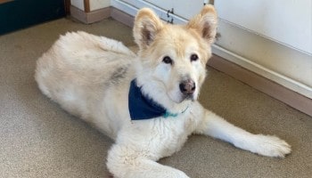Trojan after losing 40kg © RSPCA