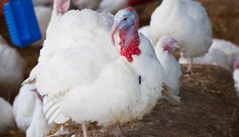 Turkeys raised for meat