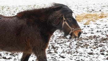 A pony braces against the wind © RSPCA