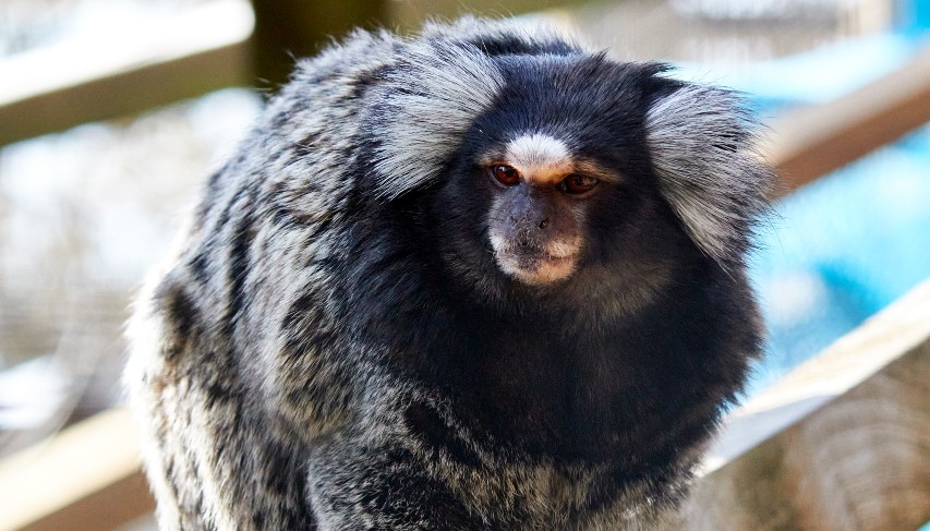 Close up of marmoset