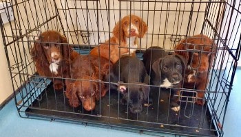 Abandoned puppies © RSPCA