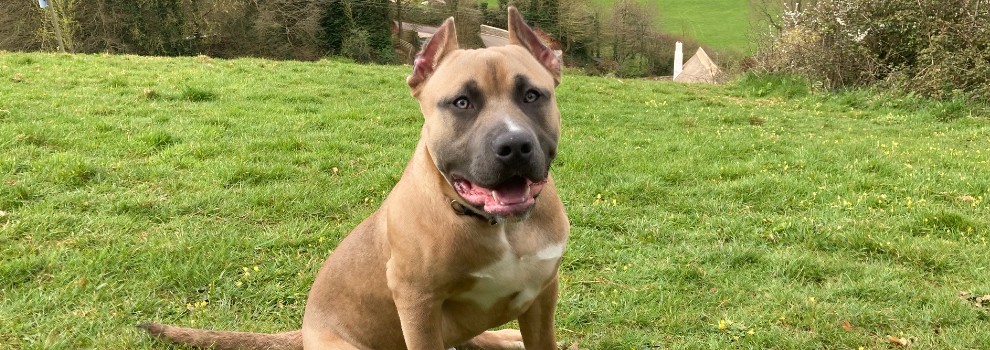 Ear Cropping in Dogs | RSPCA