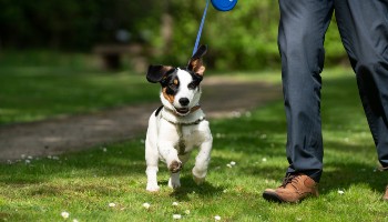 Dog running while on a lead with owner