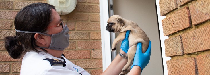 adopting a puppy in lockdown rspca